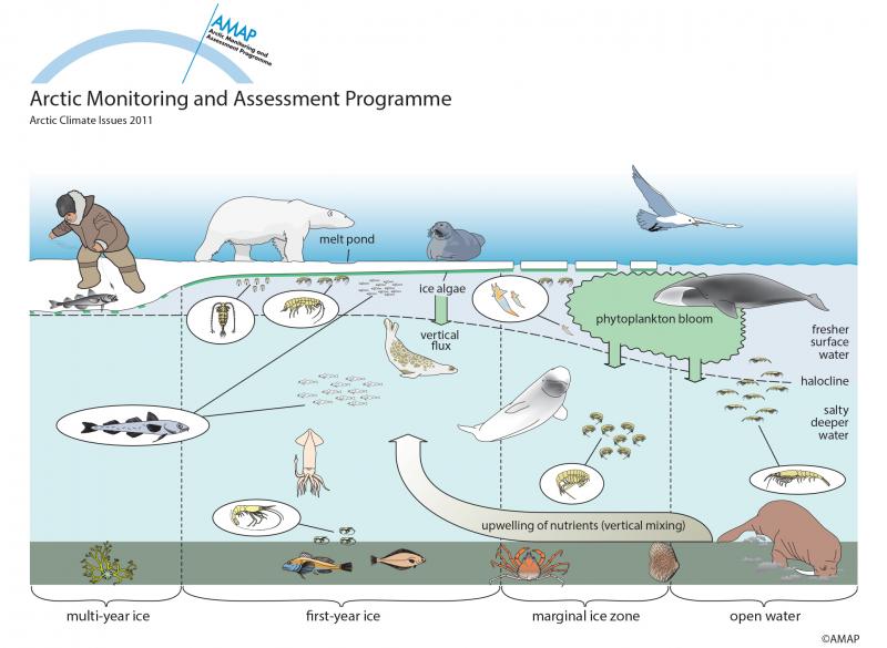 surface zone food web